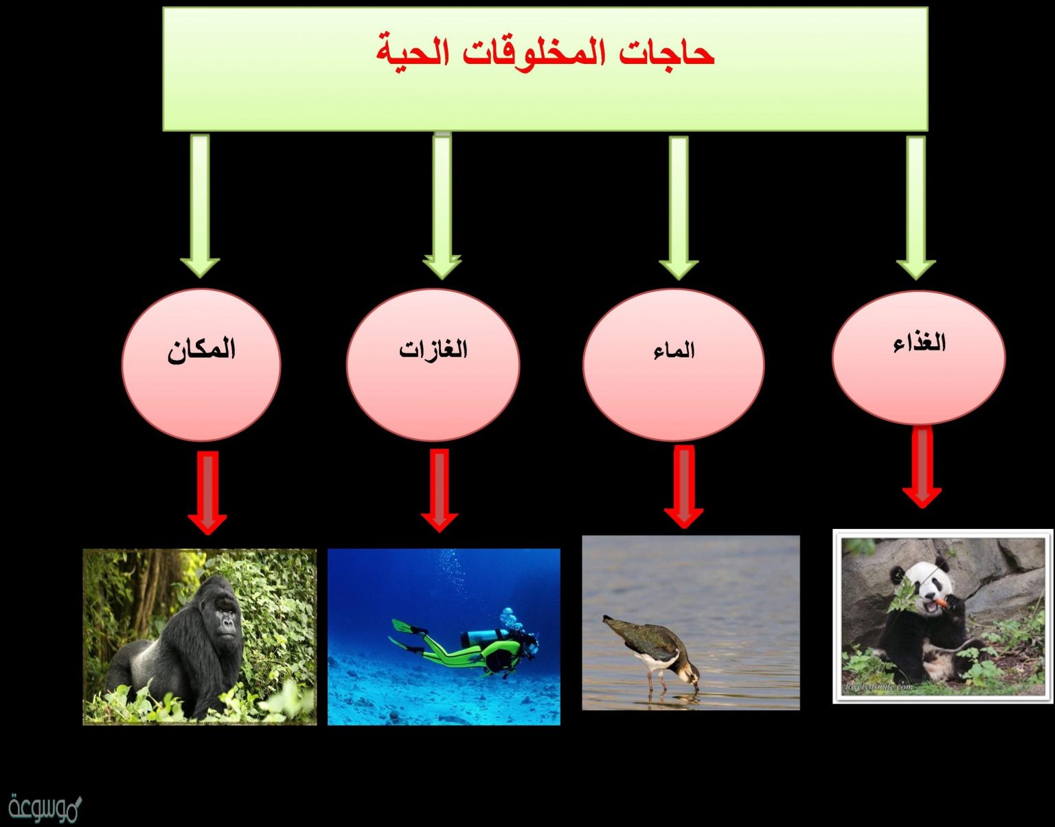 المكان الذي يعيش فيه المخلوق الحي ويجد فيه حاجاته الأساسية