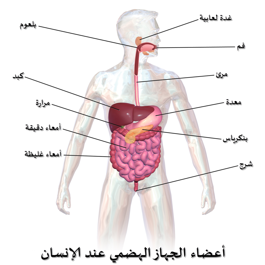 يسمى الجهاز الذي يتخلص من فضلات الجسم :