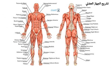 تصنف عضلات المثانه من انواع العضلات الملساء الاراديه