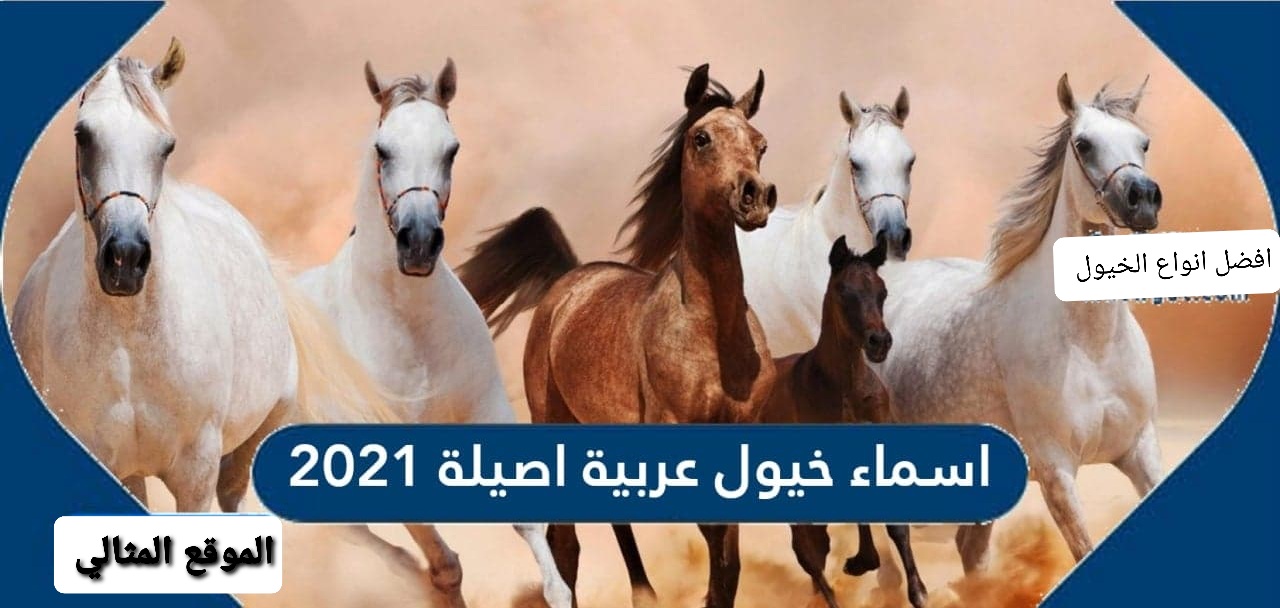 اسماء خيول عربية