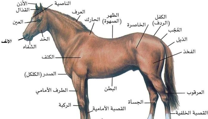كم عدد قلوب الحصان ويكيبيديا
