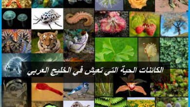 Photo of الكائنات الحية التي تعيش في الخليج العربي