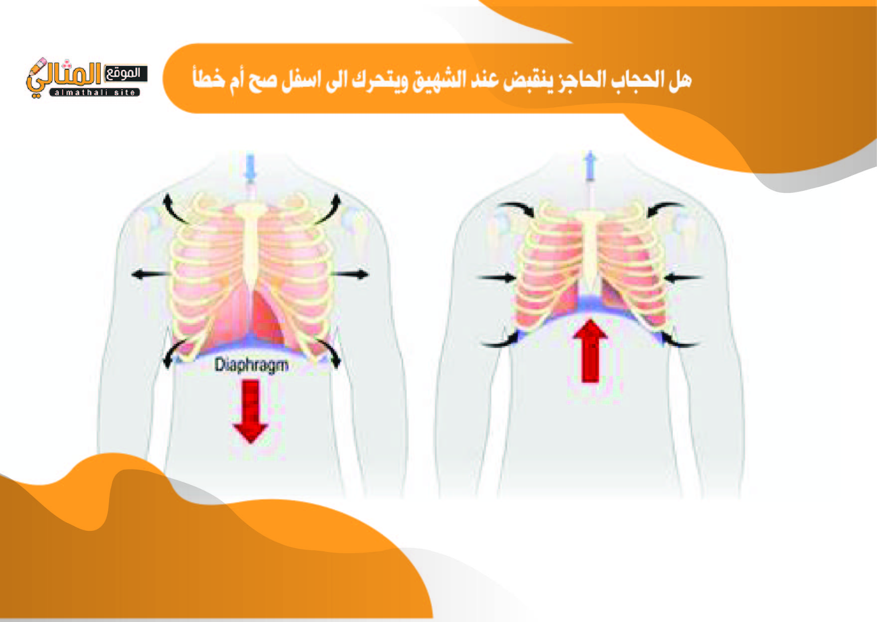 هل الحجاب الحاجز ينقبض عند الشهيق ويتحرك الى اسفل صح أم خطأ